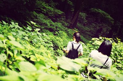 Trees in forest