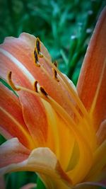 Close-up of butterfly perching on orange flower