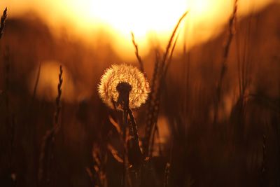 Close-up of dandelion on field at sunset