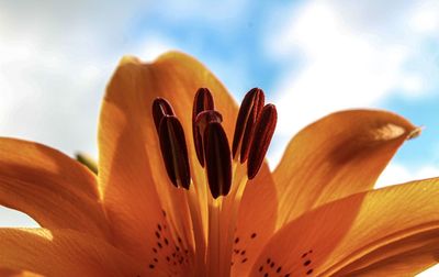 Close-up of orange lily