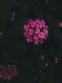 Close-up of pink flowering plant