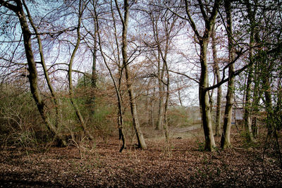 Bare trees in forest