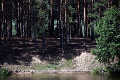 Trees in forest