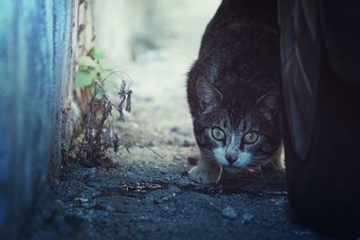 Portrait of cat