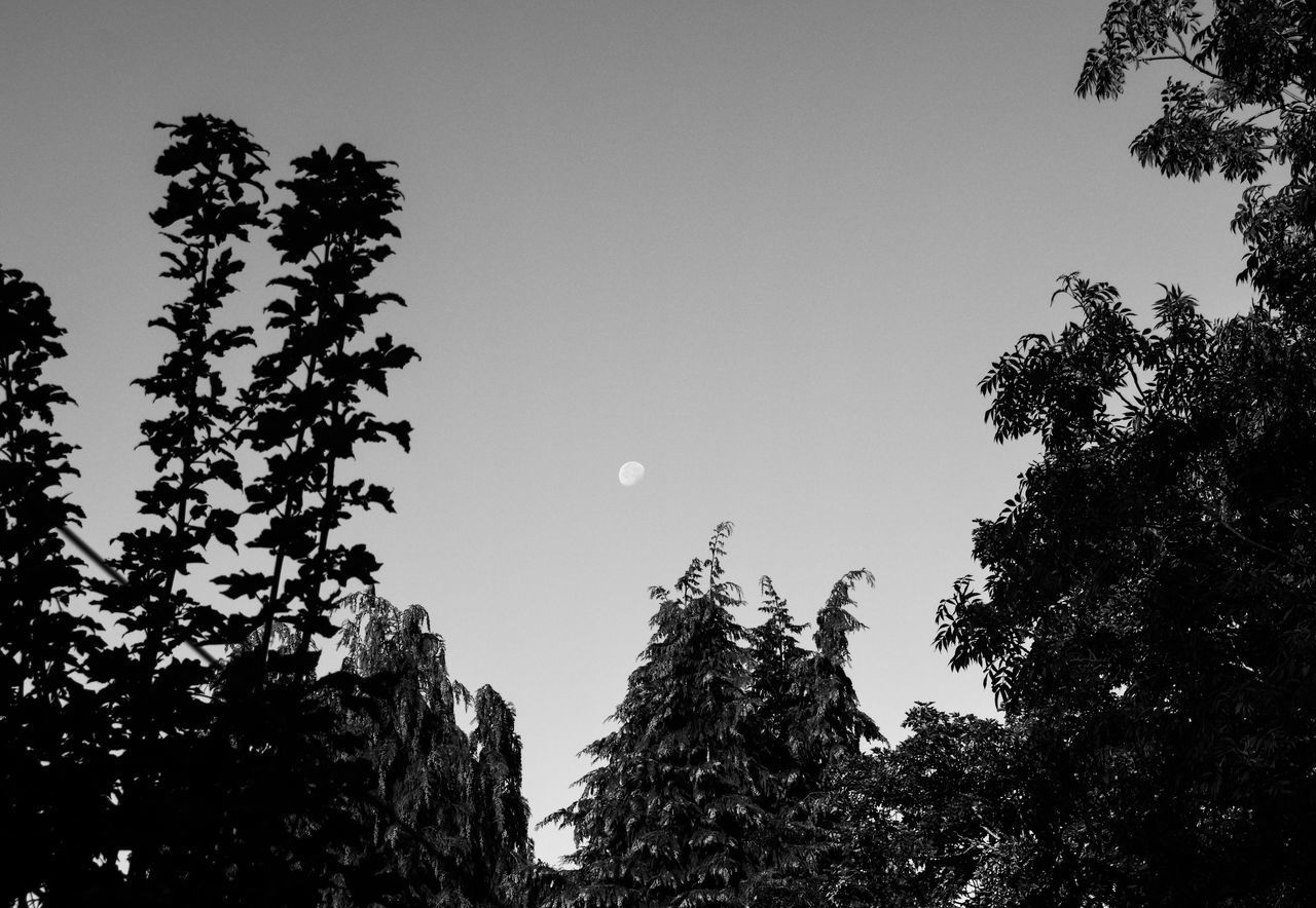 LOW ANGLE VIEW OF SILHOUETTE TREE AGAINST CLEAR SKY