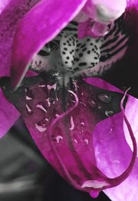 Close-up of pink flowers