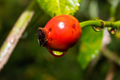 Close-up of wet red fruit on tree