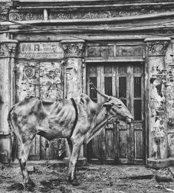 Horse in front of building