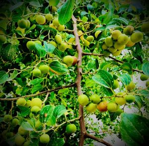 Close-up of fruits growing on tree