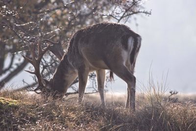 Deer grazing on field in foggy weather