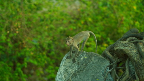 Close-up of squirrel on rock