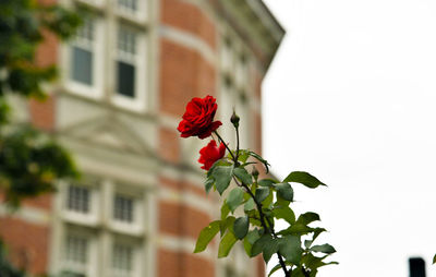 Low angle view of red rose blooming outdoors