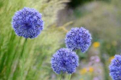 Close-up of purple flowering plant on field