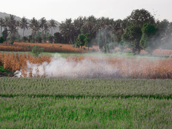 Scenic view of agricultural field against sky