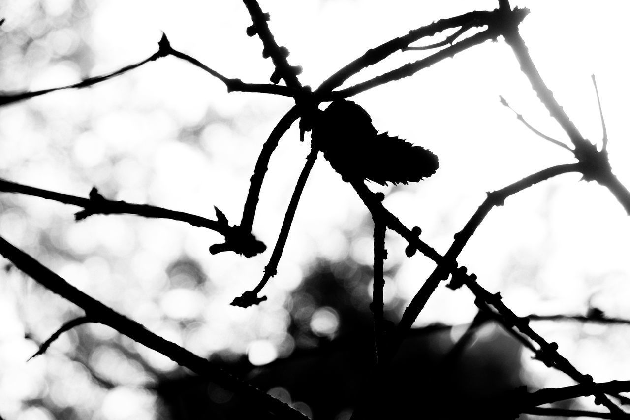 CLOSE-UP OF BARBED WIRE AGAINST SKY