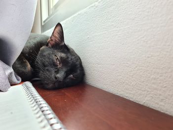 Close-up of a cat resting on wall