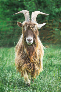 Close-up of goat standing on field