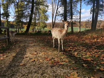 Deer standing in a forest