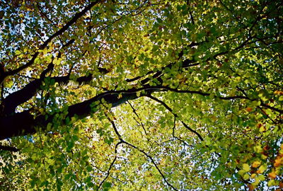 Low angle view of trees