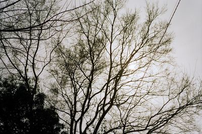 Low angle view of bare trees against sky