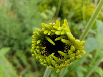Close-up of yellow flowering plant