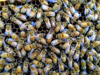 Italian honey bee queen and workers in beehive on honeycomb laying eggs and attending the queen