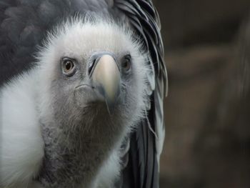 Close-up portrait of white vulture