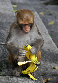 Full length of monkey holding banana at temple