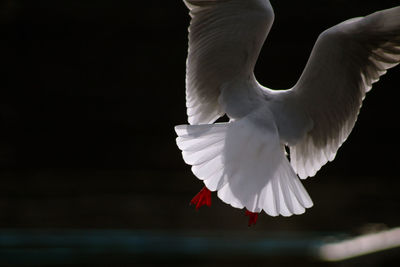 Close-up of a bird flying