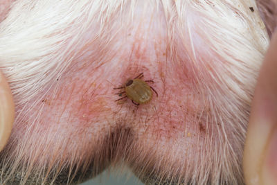 Close-up of insect on hand