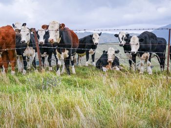 Cows grazing in field