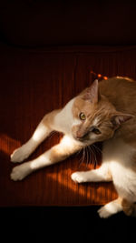 Close-up portrait of a cat