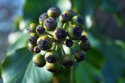 Close-up of berries growing on tree