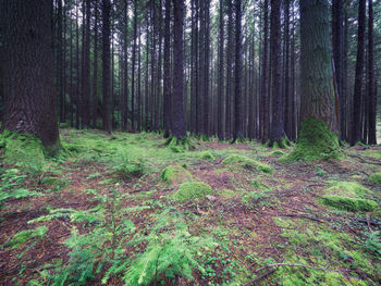 Pine trees in forest