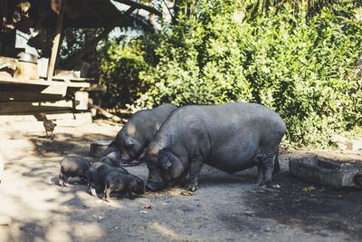 Pigs eating corn