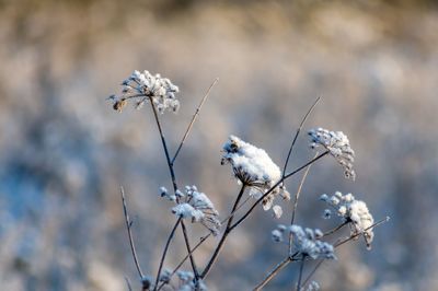 Close-up of  snow on a plant