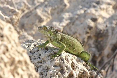 Close-up of lizard on rock