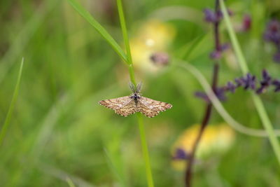 Close-up of butterfly pollinating on flower