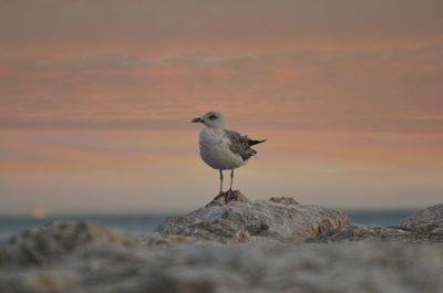 Seagull perching on rock against sky during sunset