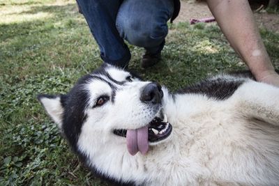 Low section of person with dog on grass