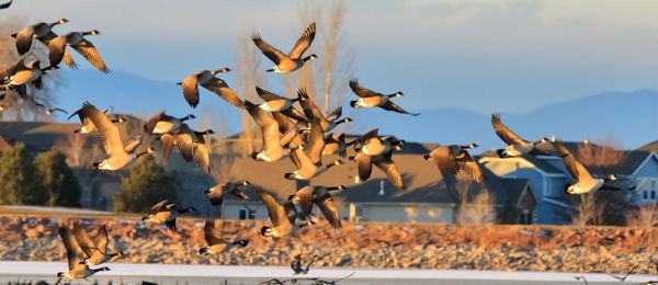 Flock of birds flying against sky