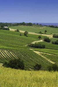 Scenic view of agricultural field against clear sky