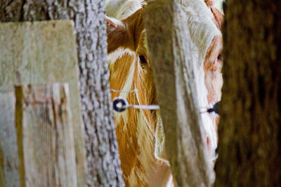 Close-up of horse hanging from tree trunk