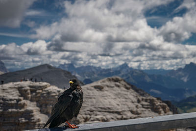 Bird perching on a mountain