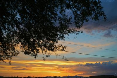 Silhouette of trees at sunset