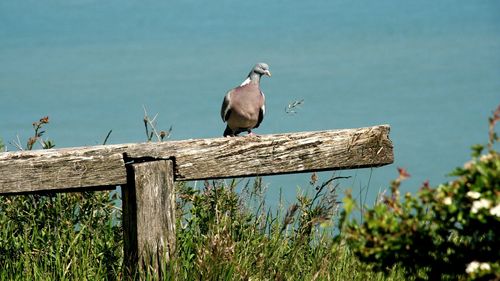 Bird perching on ground against sky