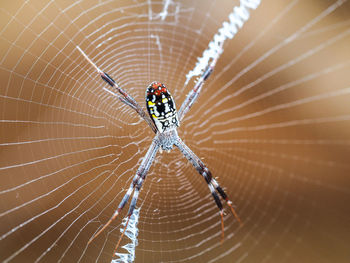 Macro shot of spider on web