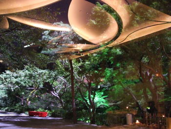 Low angle view of illuminated trees by plants