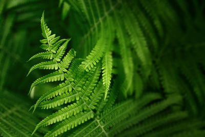 Close-up of palm tree