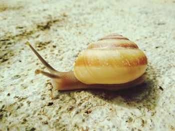 Close-up of snail